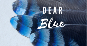 Pictured: a close up of blue jay feathers with the words 'Dear Blue' in white text
